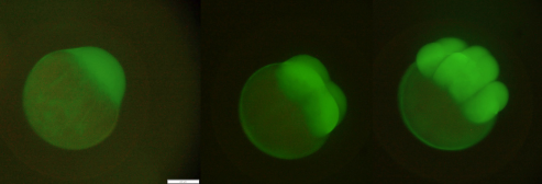 GFP expression driven by virus promoter in zebrafish early developmental stages